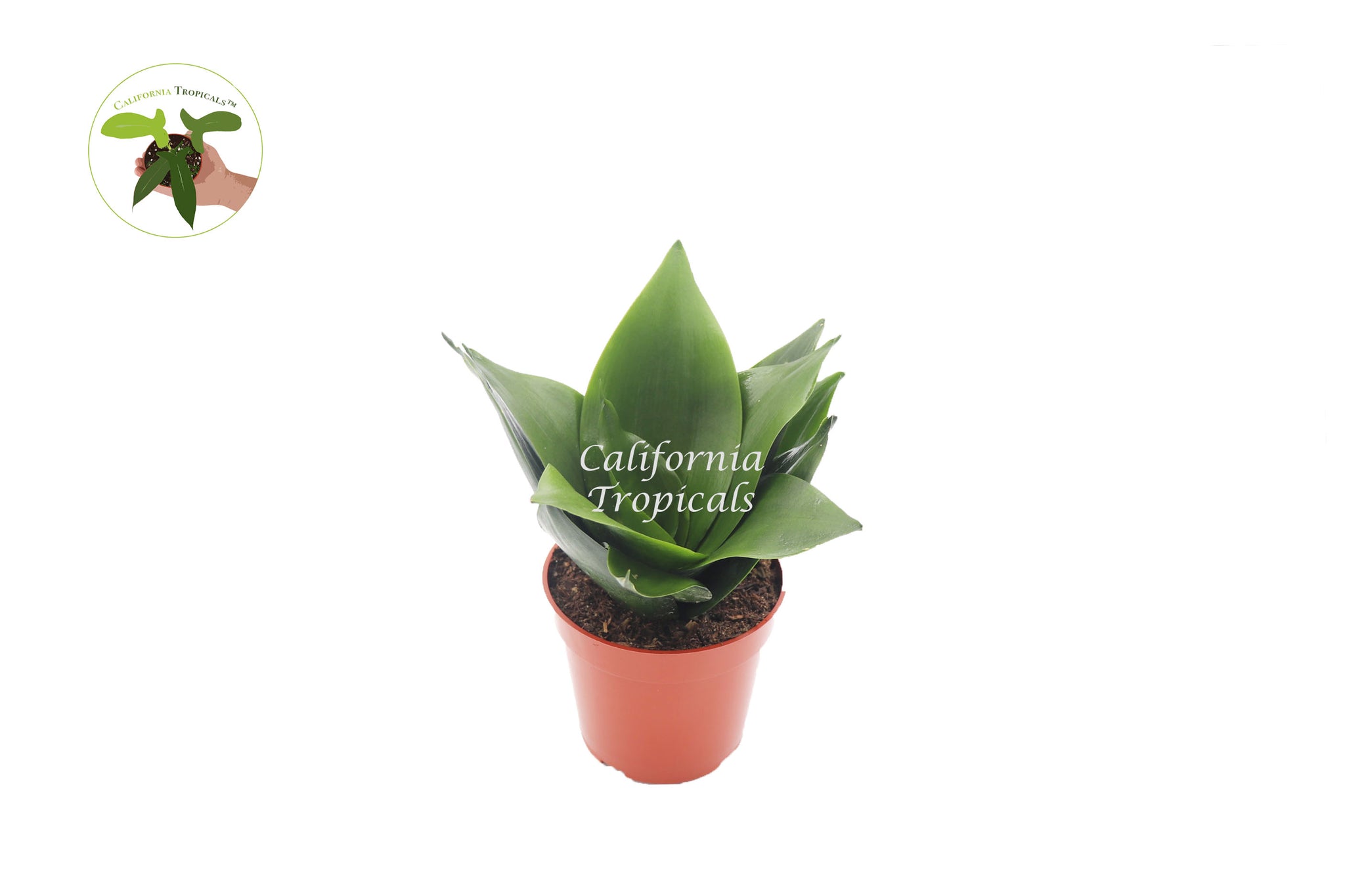 Sansevieria Jade Star - 4'' from California Tropicals