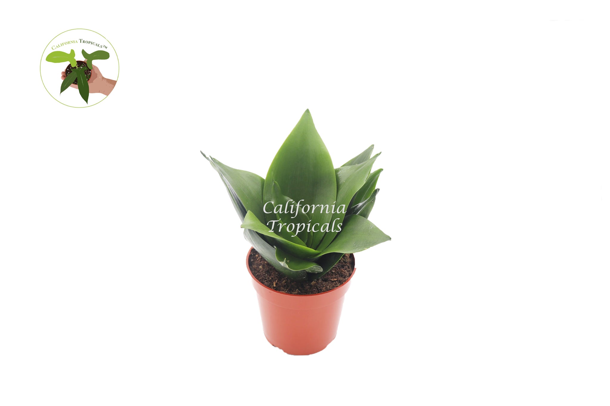 jade star snake plant Sansevieria Jade Star