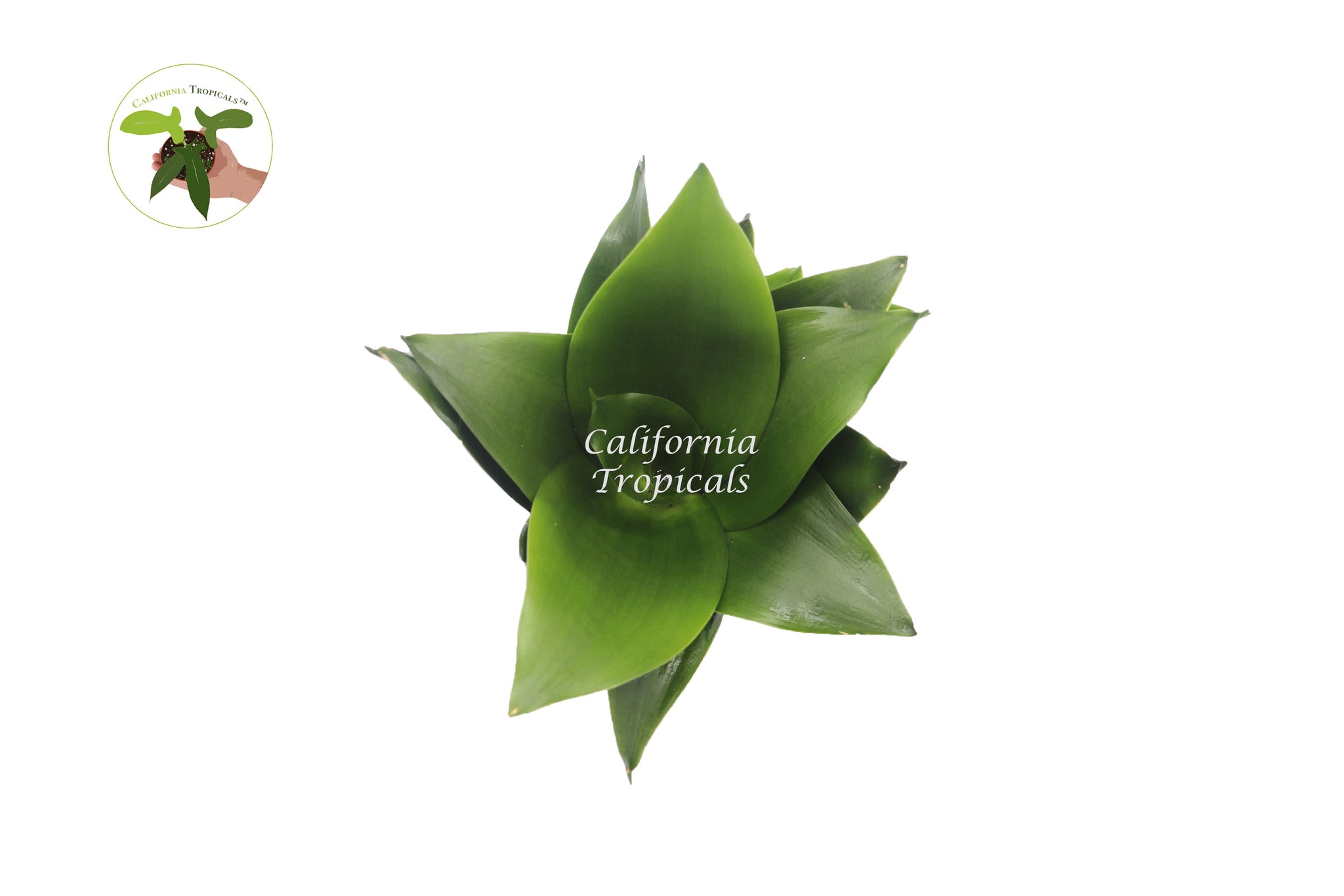 sansevieria jade star Sansevieria Jade Star