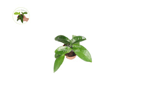 Green Jade Wax Plant - 2" from California Tropicals