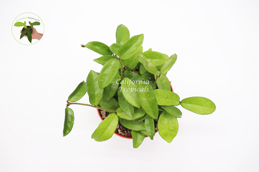 Potted Hoya Green Jade Wax trailing houseplant, 6 inch