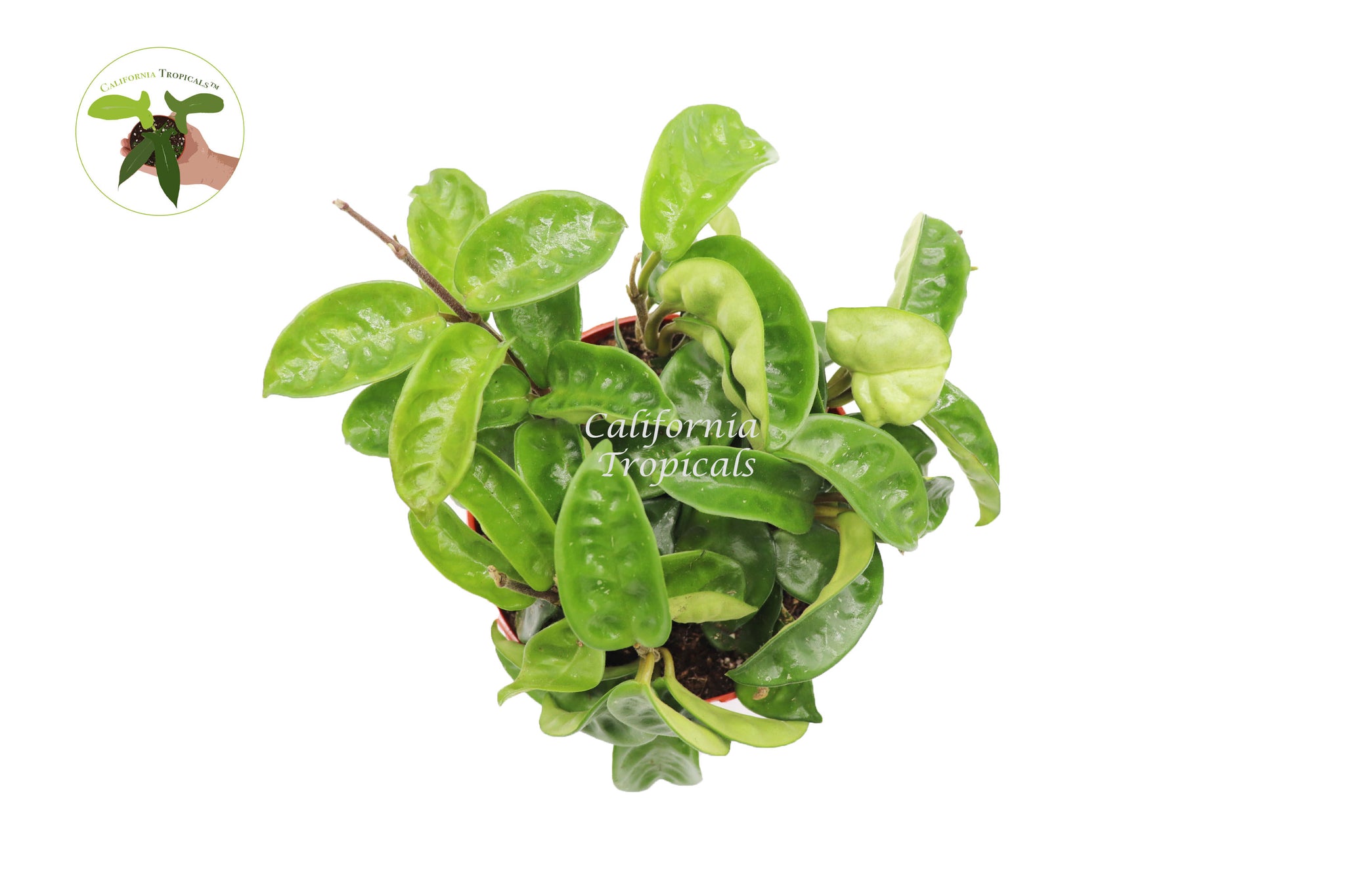 Hoya Carnosa Krinkle wax plant  Ripple-6'' RARE