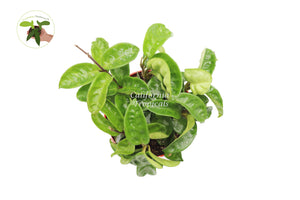Hoya Carnosa Krinkle wax plant  Ripple-6'' RARE