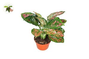 Chinese Evergreen Lady Valentine - 4'' From California Tropicals