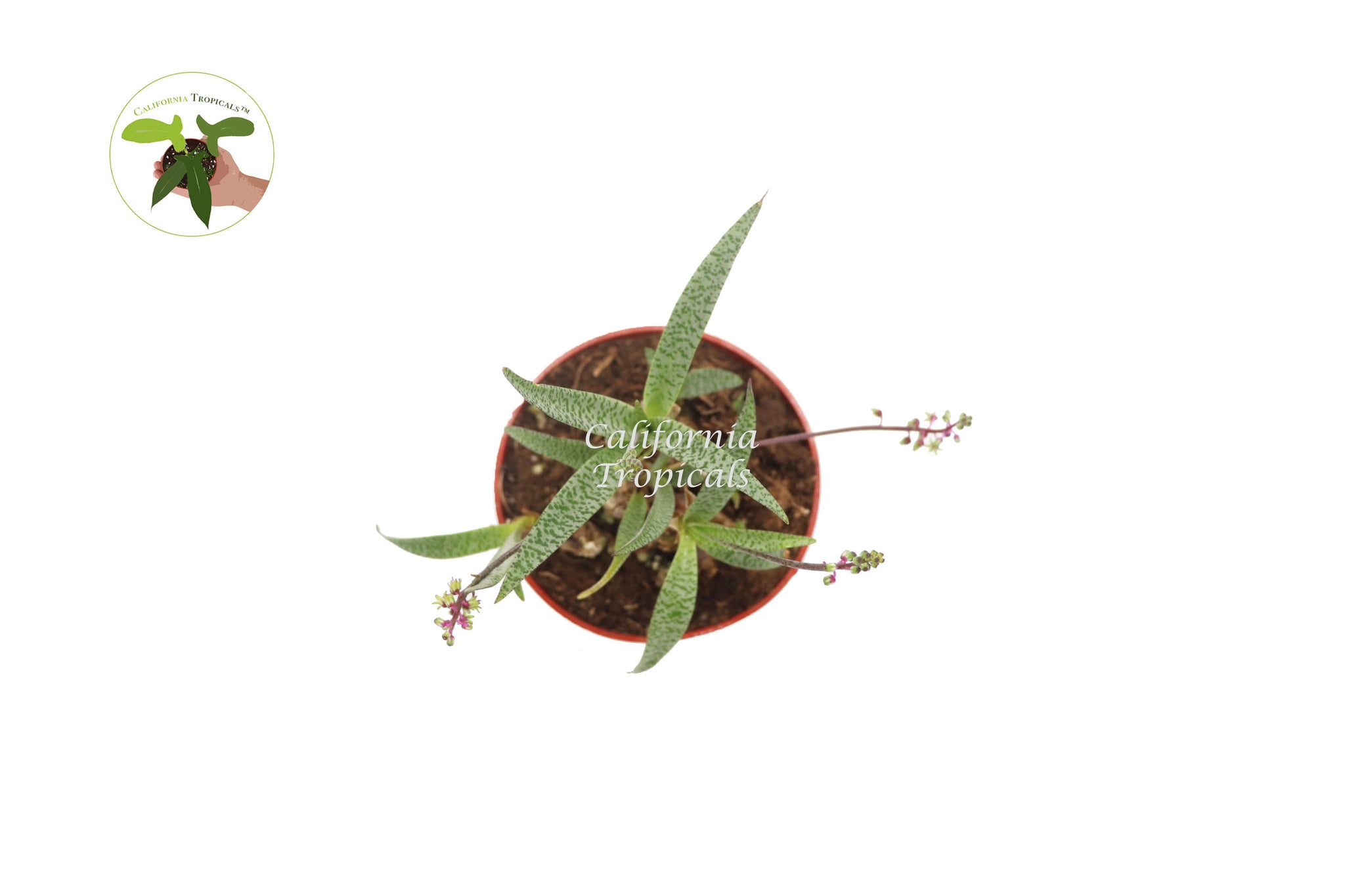 Rare Ledebouria Socialis 'Miner' - 4'' from California Tropicals