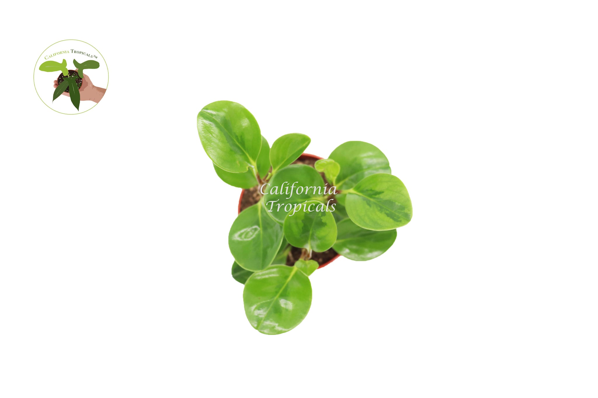 Peperomia Lemon Lime - 4" from California Tropicals