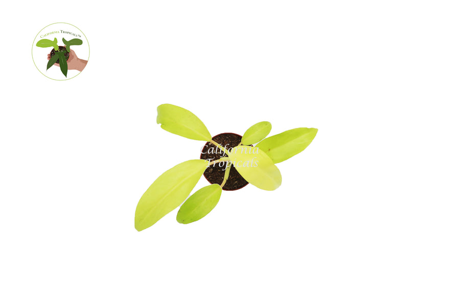 Potted Philodendron Lemon Lime, mini air-purifying houseplant