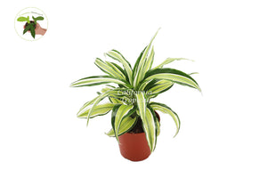 Dracaena Lime Dragon-4'' From California Tropicals
