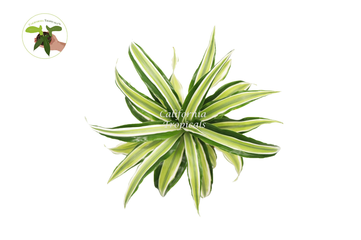 Potted Dracaena Lime Dragon, 4 inch pot, low-light foliage suitable for office decor
