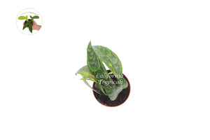 Black Pagoda (Lipstick plant)  - 2'' from California Tropicals