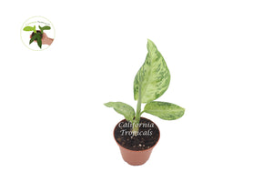 Dieffenbachia Memoria Corsii - 2'' from California Tropicals