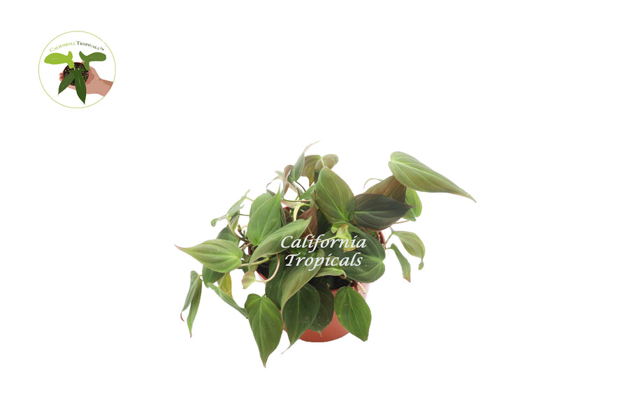 Philodendron Micans in a 6 inch pot