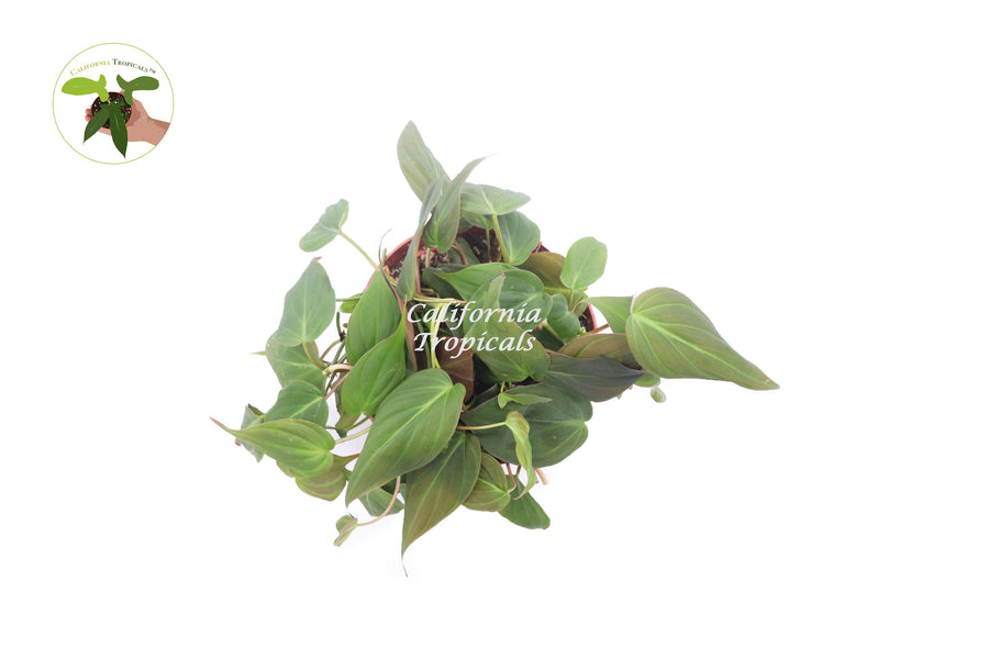 California-grown Philodendron Micans trailing plant in a 6 inch nursery pot