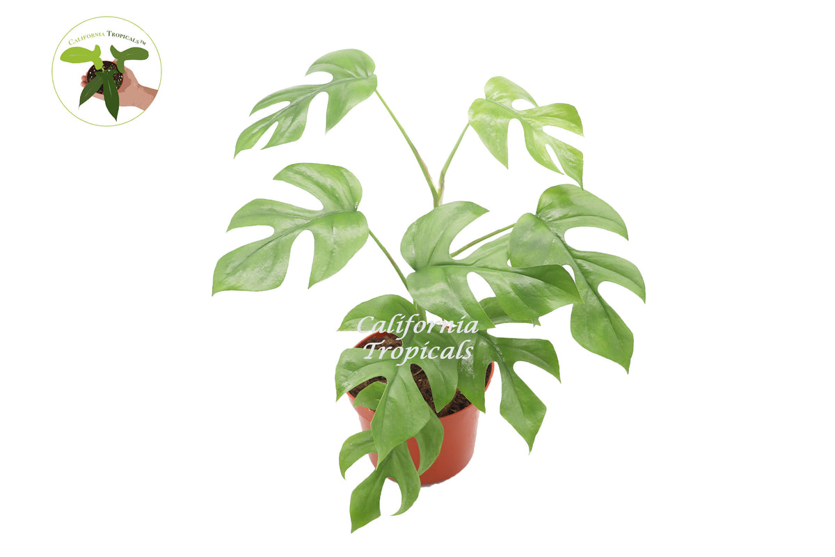 Rhapidophora Tetrasperma 6 inch plant in a 4 inch pot