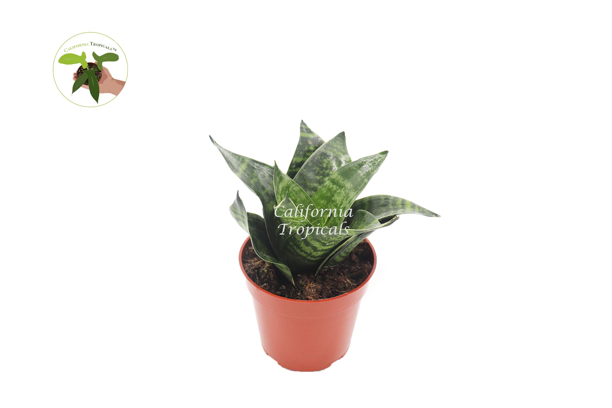 ebay sansevieria Sansevieria Misty Star