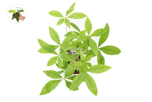 Pachira Aquatica Money Tree - 6'' from California Tropicals
