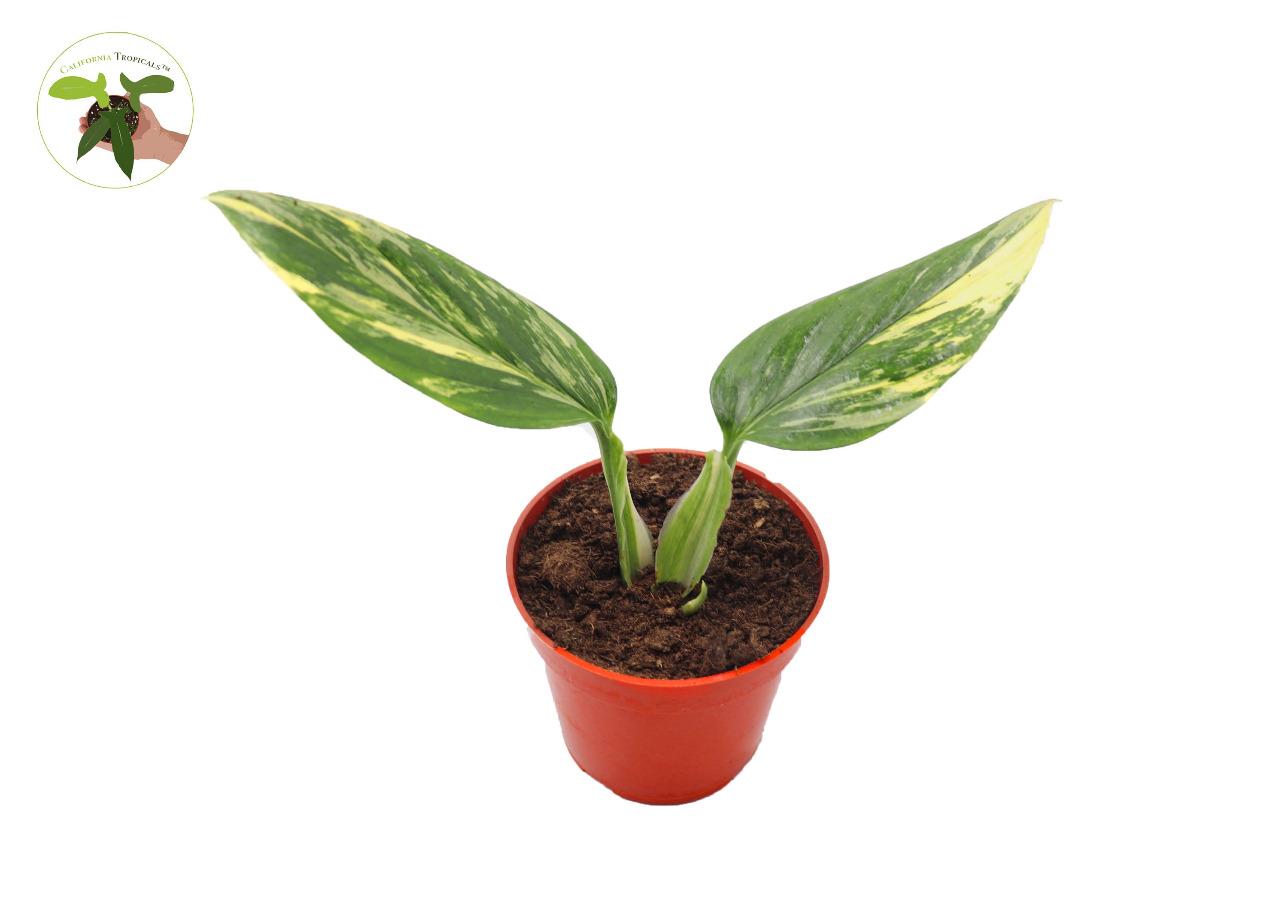 monstera standleyana aurea Monstera Standleyana Aurea