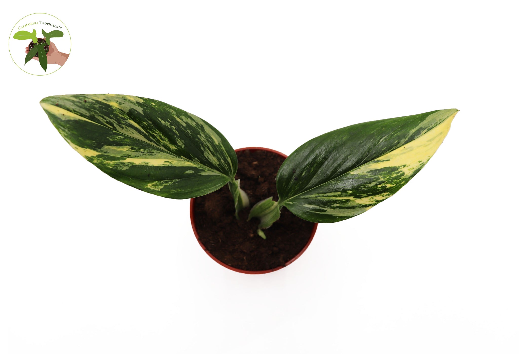 Monstera Standleyana Aurea