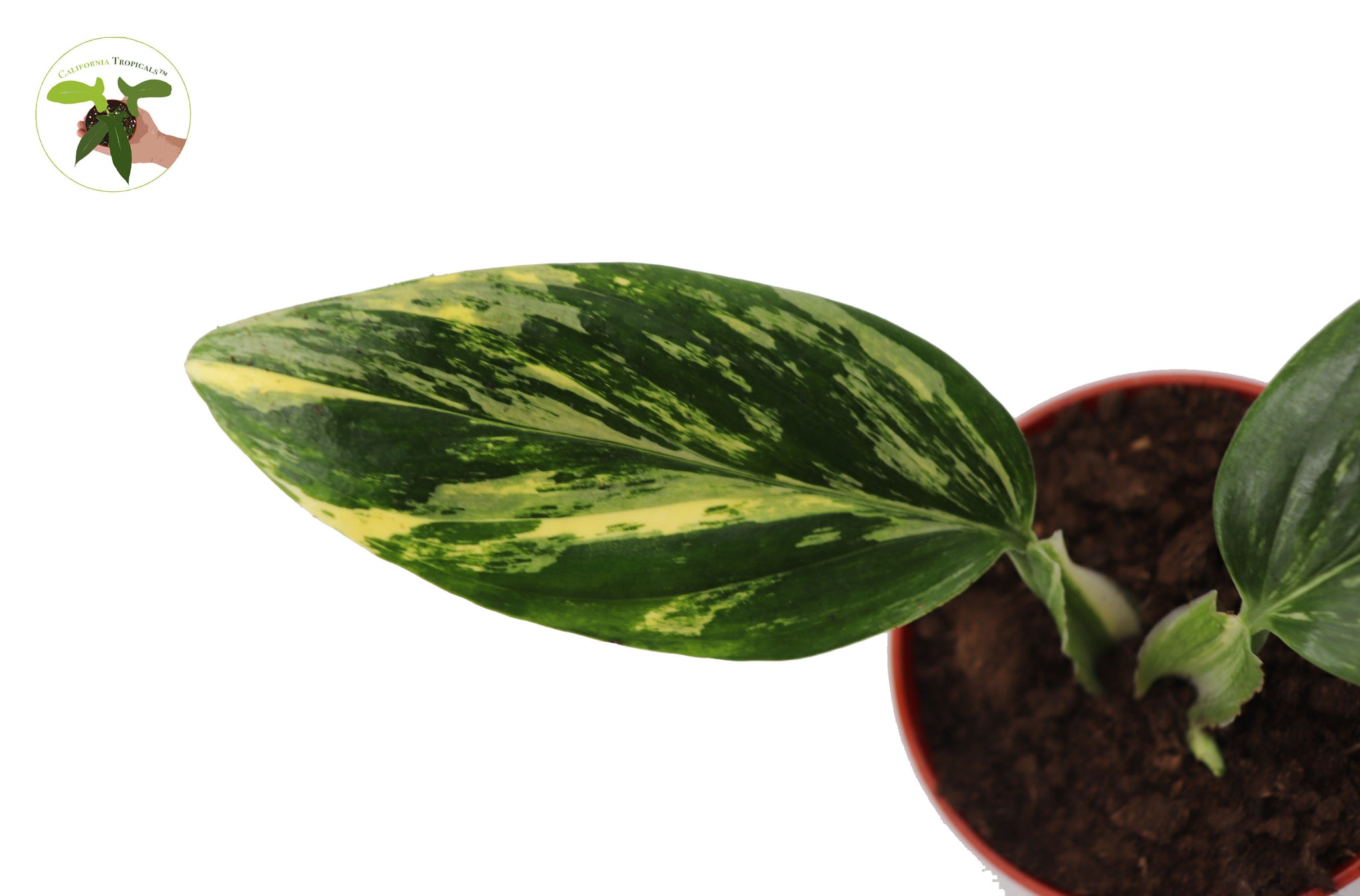 Monstera Standleyana Aurea