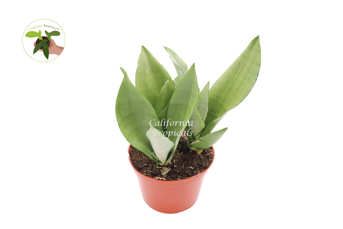 Sansevieria Moonshine in a 6 inch pot, upright foliage plant ready for low-light indoor spaces.