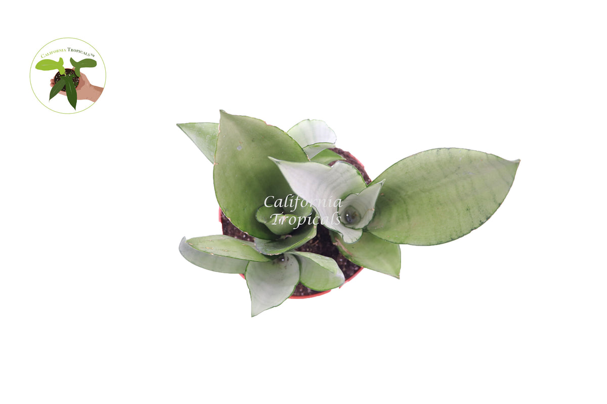 Potted Sansevieria Moonshine, 6 inch California-grown specimen, perfect for office or home decor with easy care.
