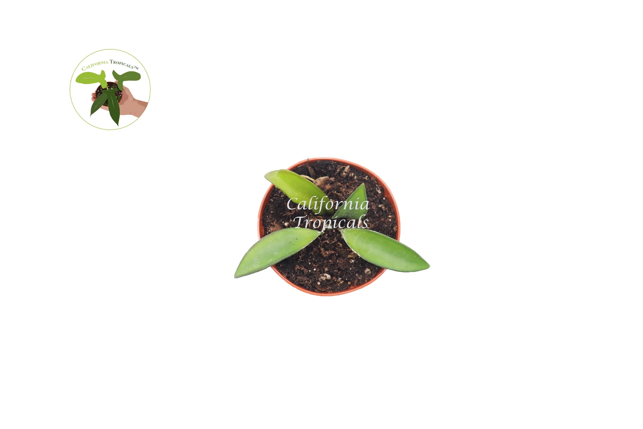 Hoya Kentiana 'Narrow Leaf' - 2'' from California Tropicals