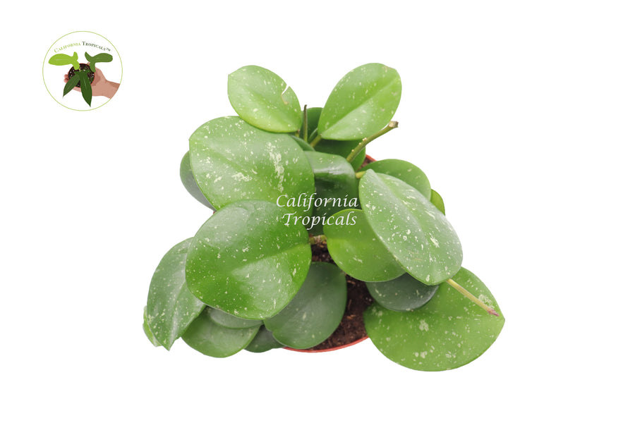 Potted Hoya Obovata Splash, 6 inch pot, suitable for hanging baskets
