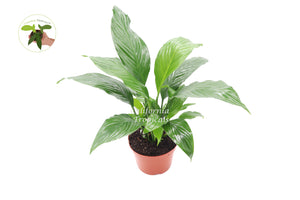 Peace Lily Plant -6'' California Tropicals