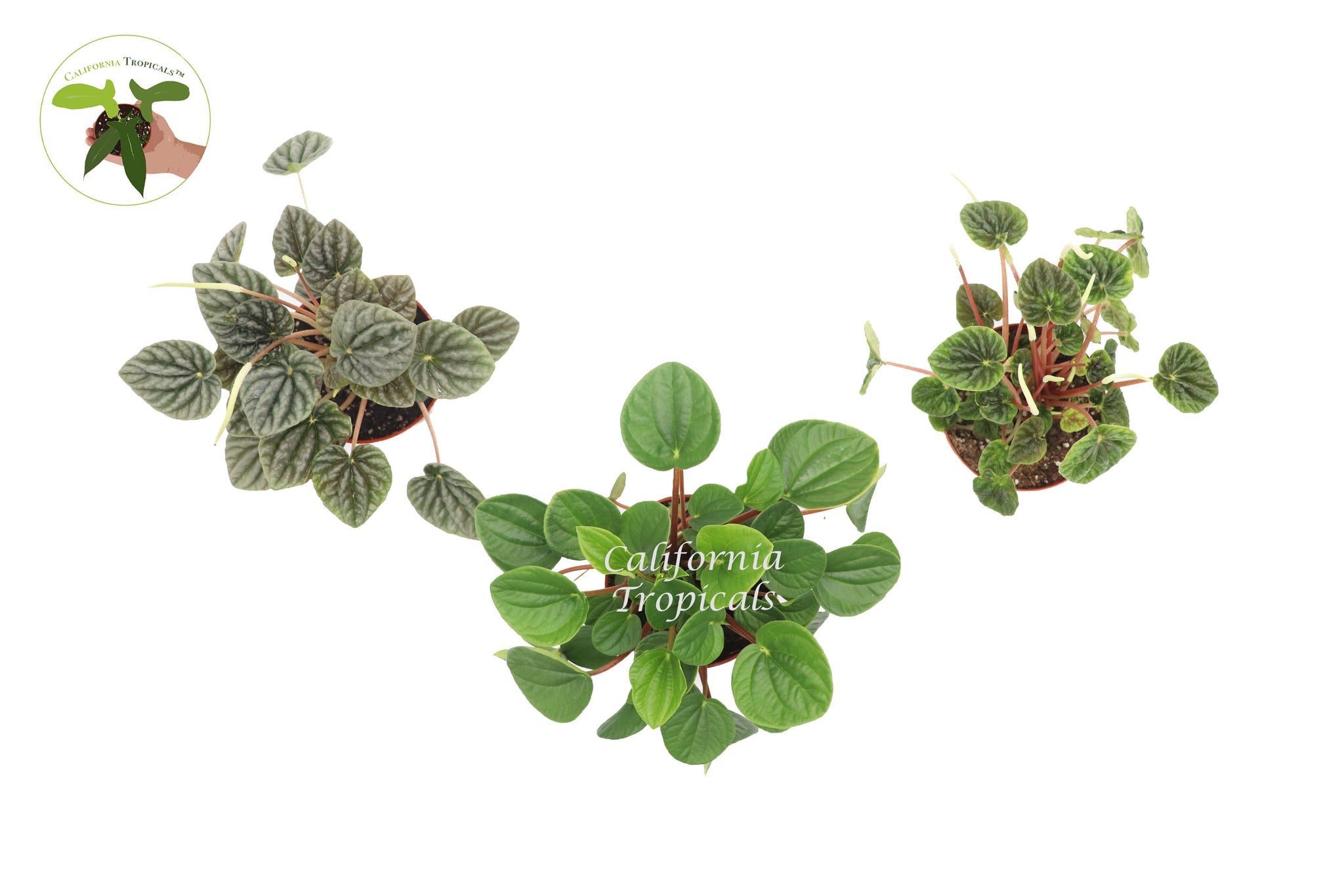 Peperomia Surprise - 4'' from California Tropicals