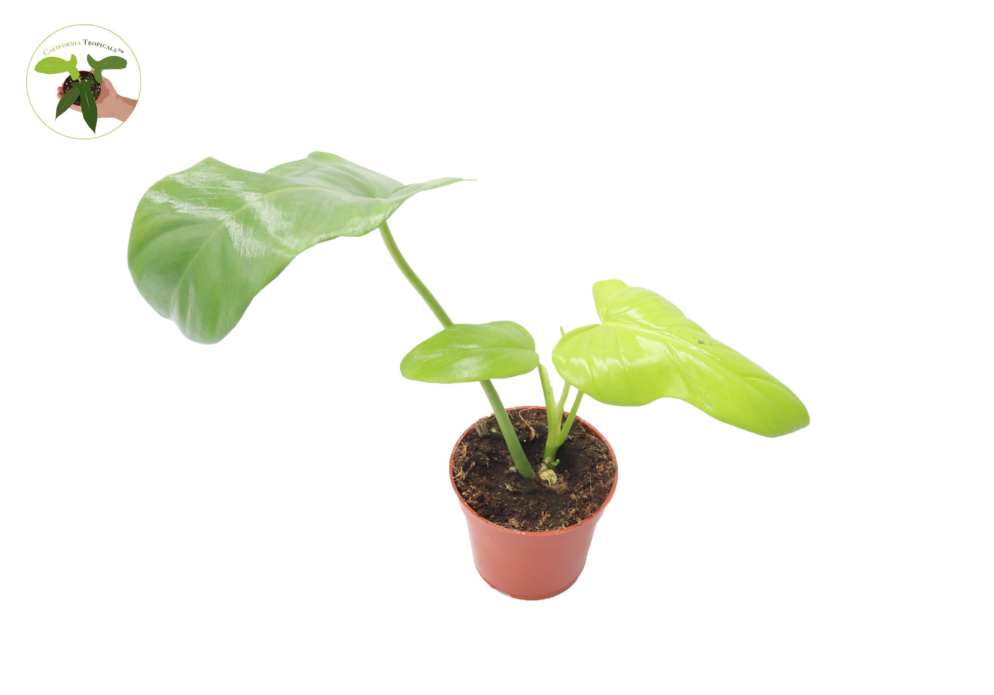 bipennifolium aurea philodendron Philodendron Bipennifolium Aurea