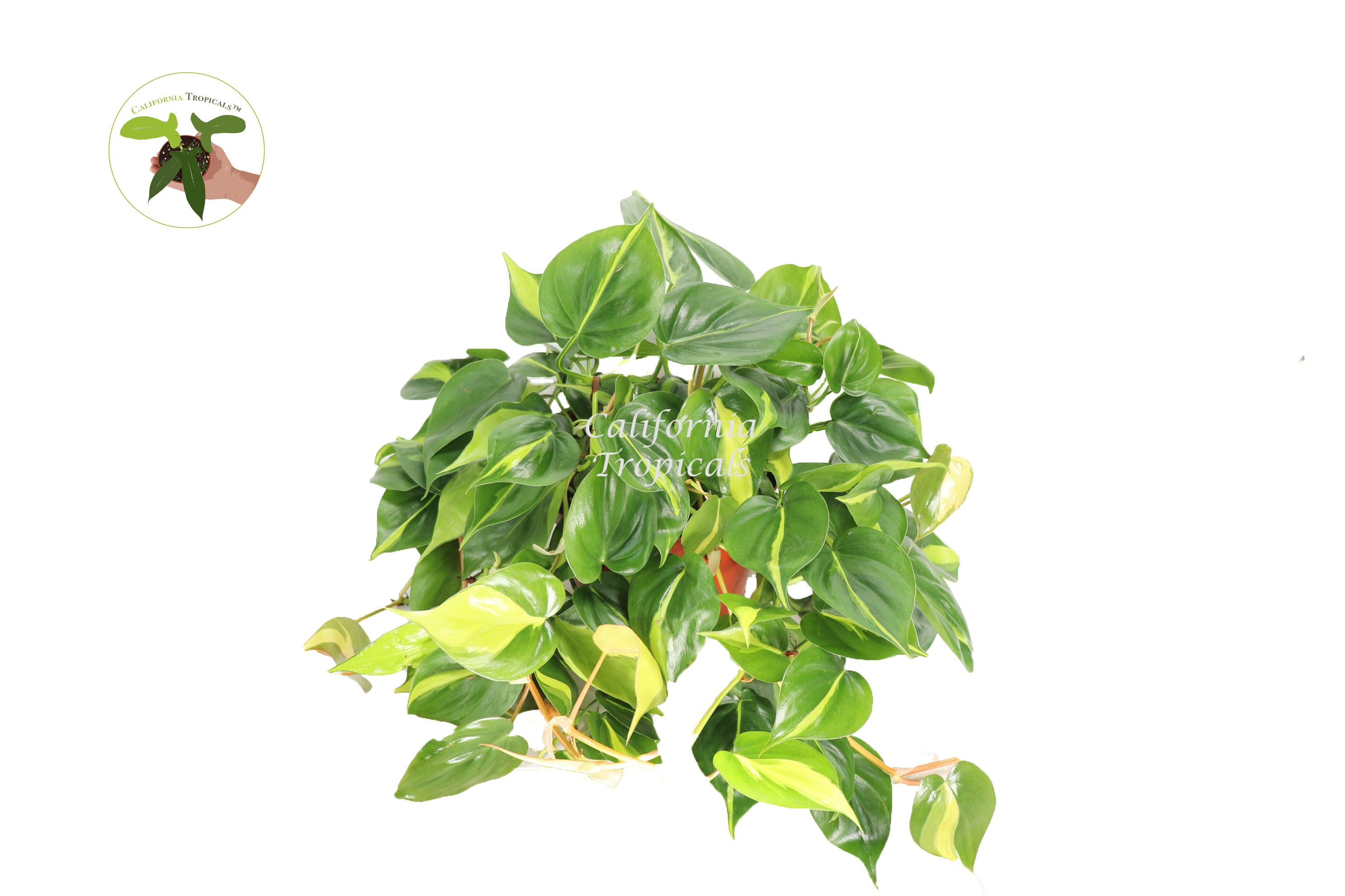 white princess philodendron tricolor Philodendron White Princess Cutting from Tricolor Mother main image 1