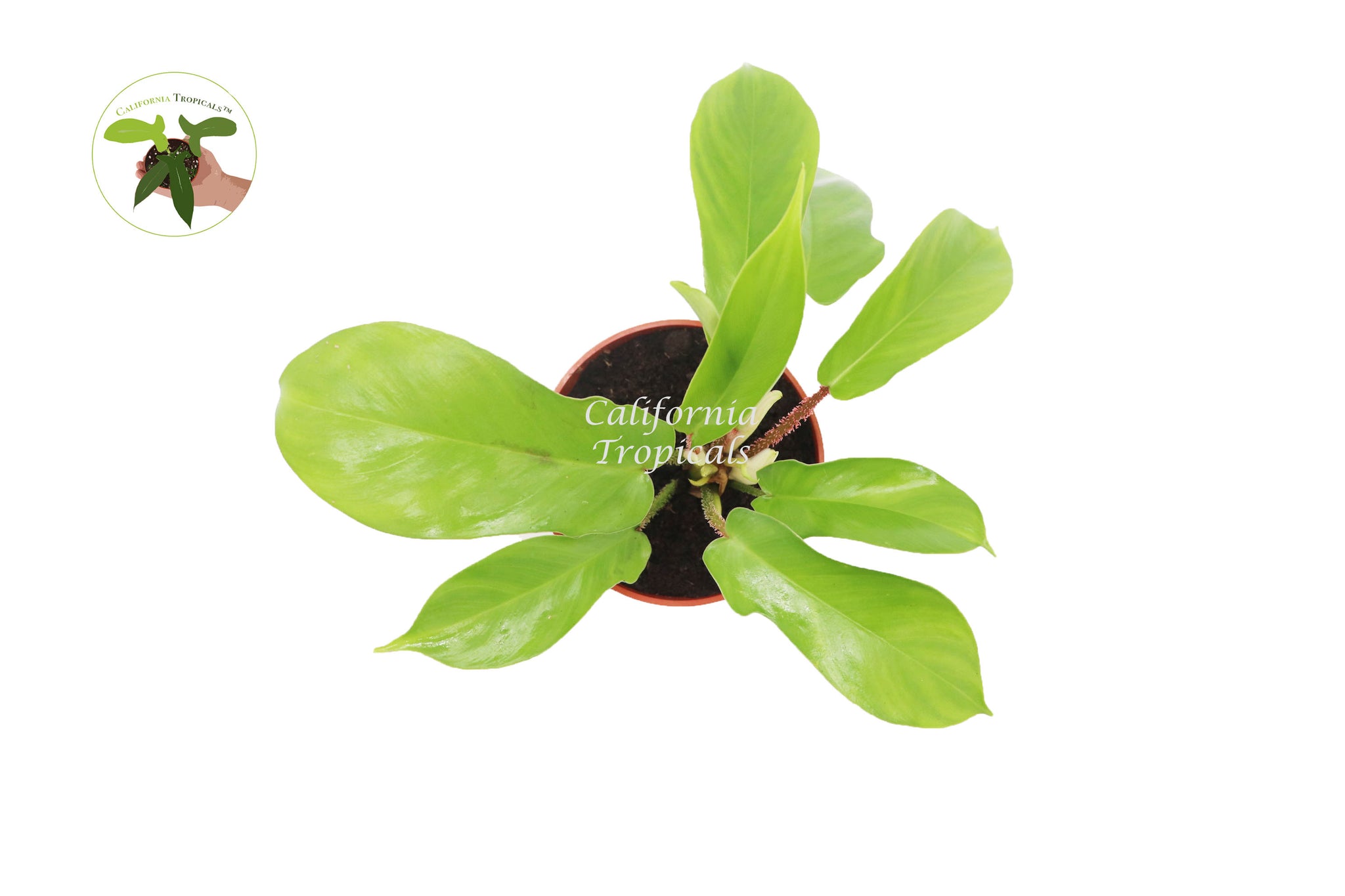 philodendron laciniatum for sale Philodendron Laciniatum