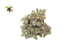 Pink Fittonia - 6" from California Tropicals