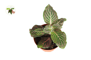Pink Fittonia - 3" from California Tropicals