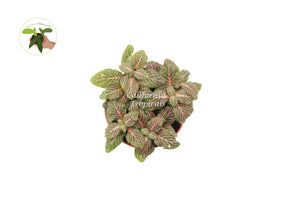 Pink Fittonia - 4" from California Tropicals