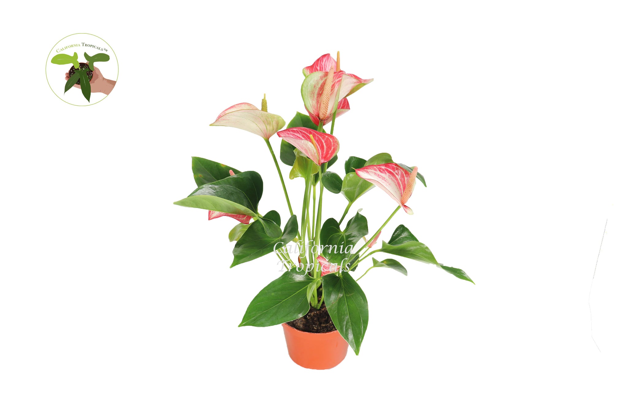 Variegated Pink & White Anthurium - 6'' from California Tropicals