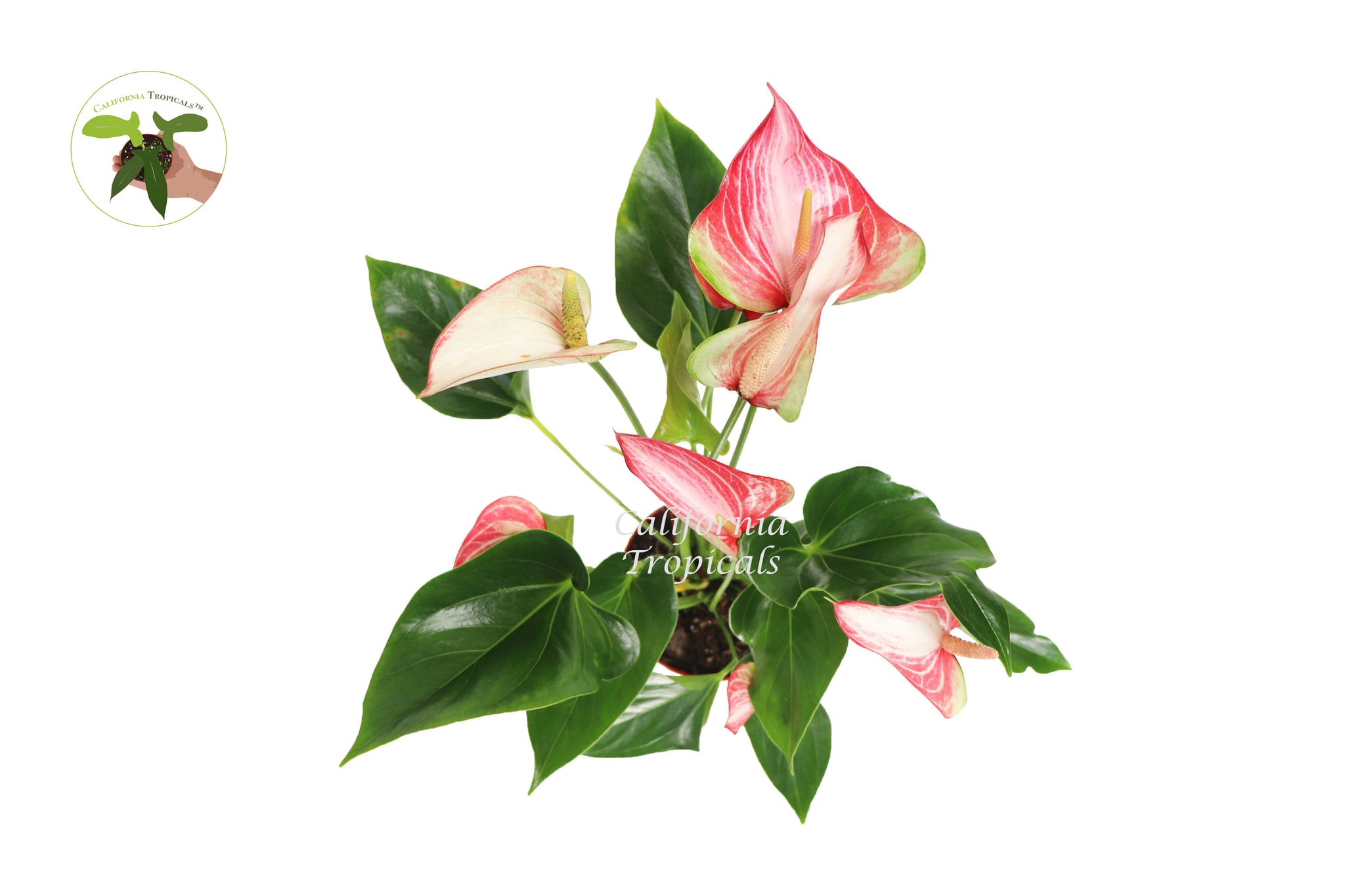 Variegated Pink & White Anthurium - 6'' from California Tropicals