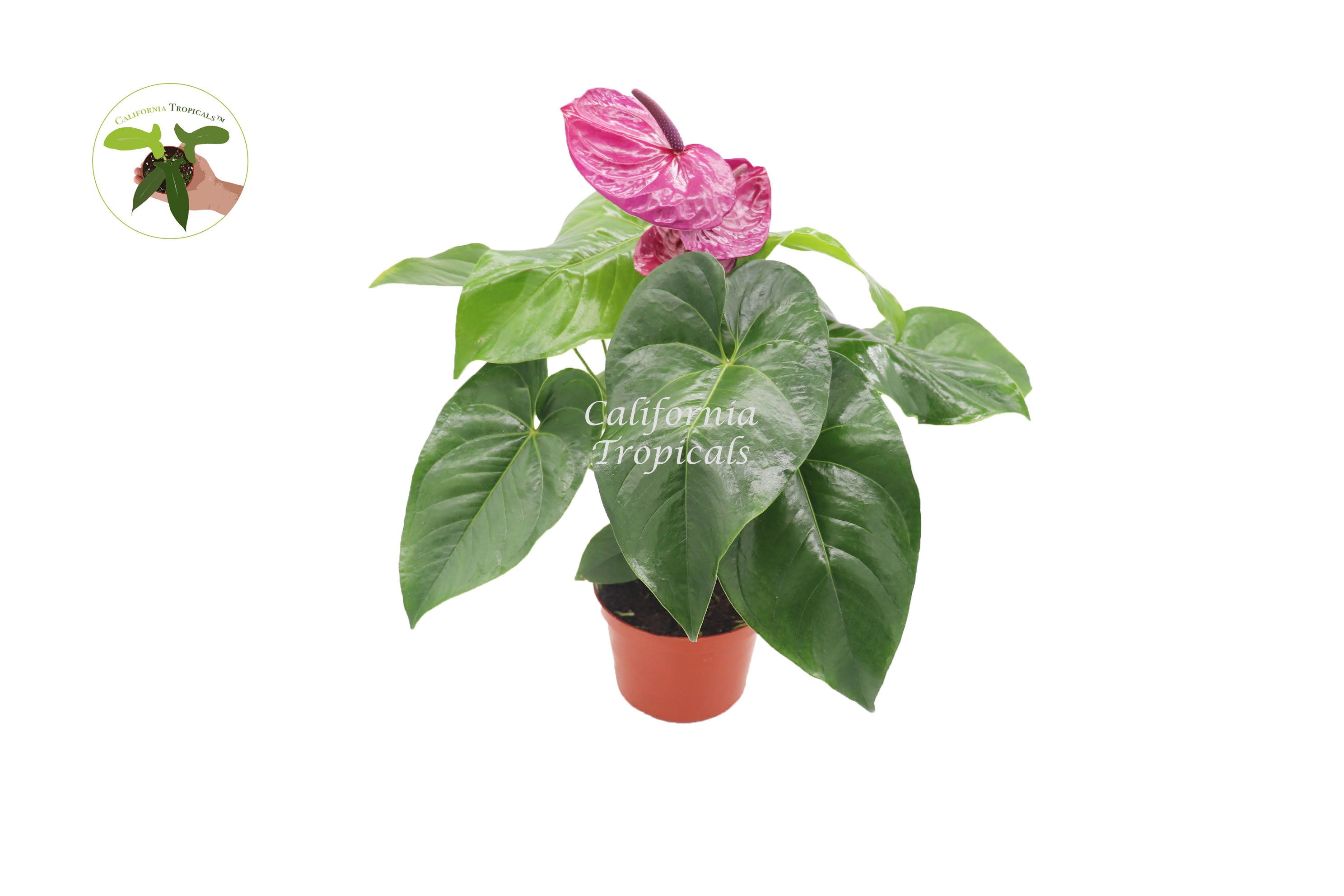 anthurium california Purple Anthurium