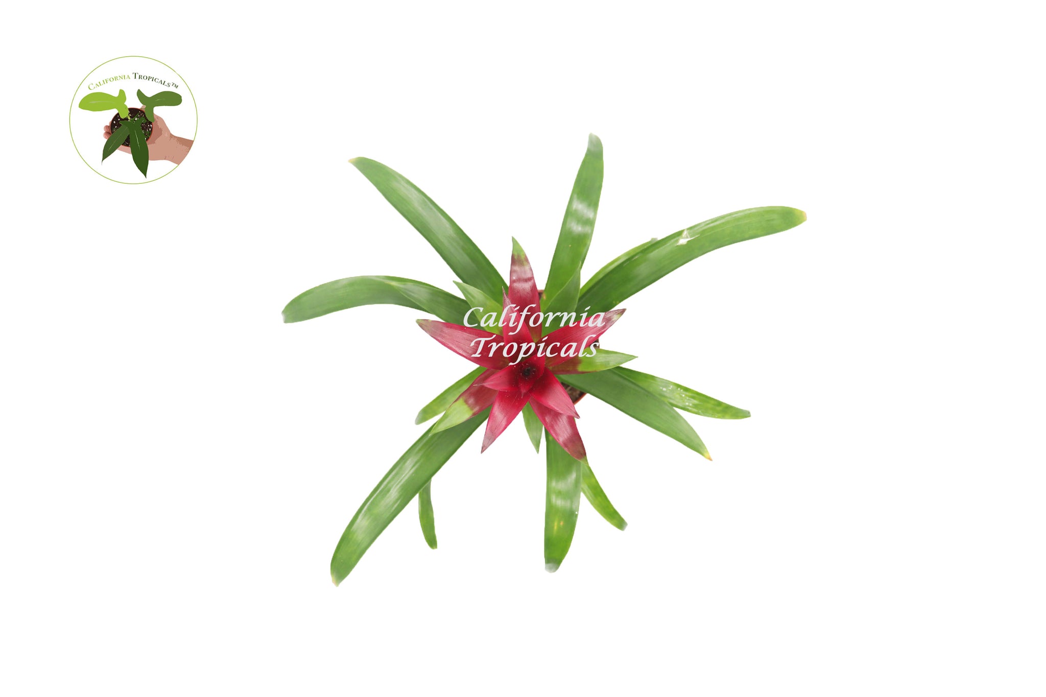 Purple Bromeliad -4'' From California Tropicals
