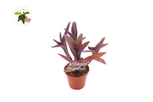 Setcreasea Purple Plant - 4" from California Tropicals