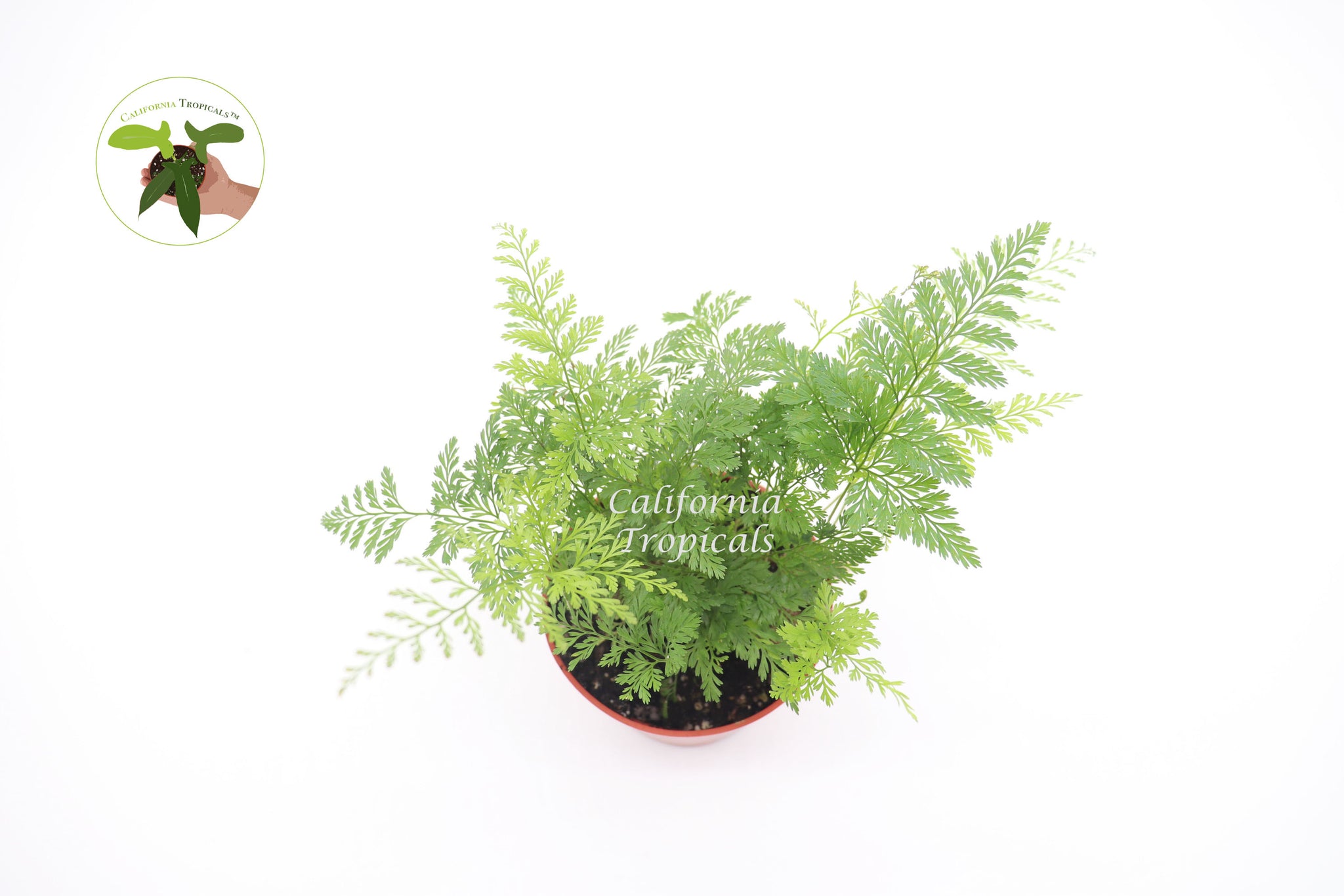 Rabbit's Foot Fern - 4'' from California Tropicals