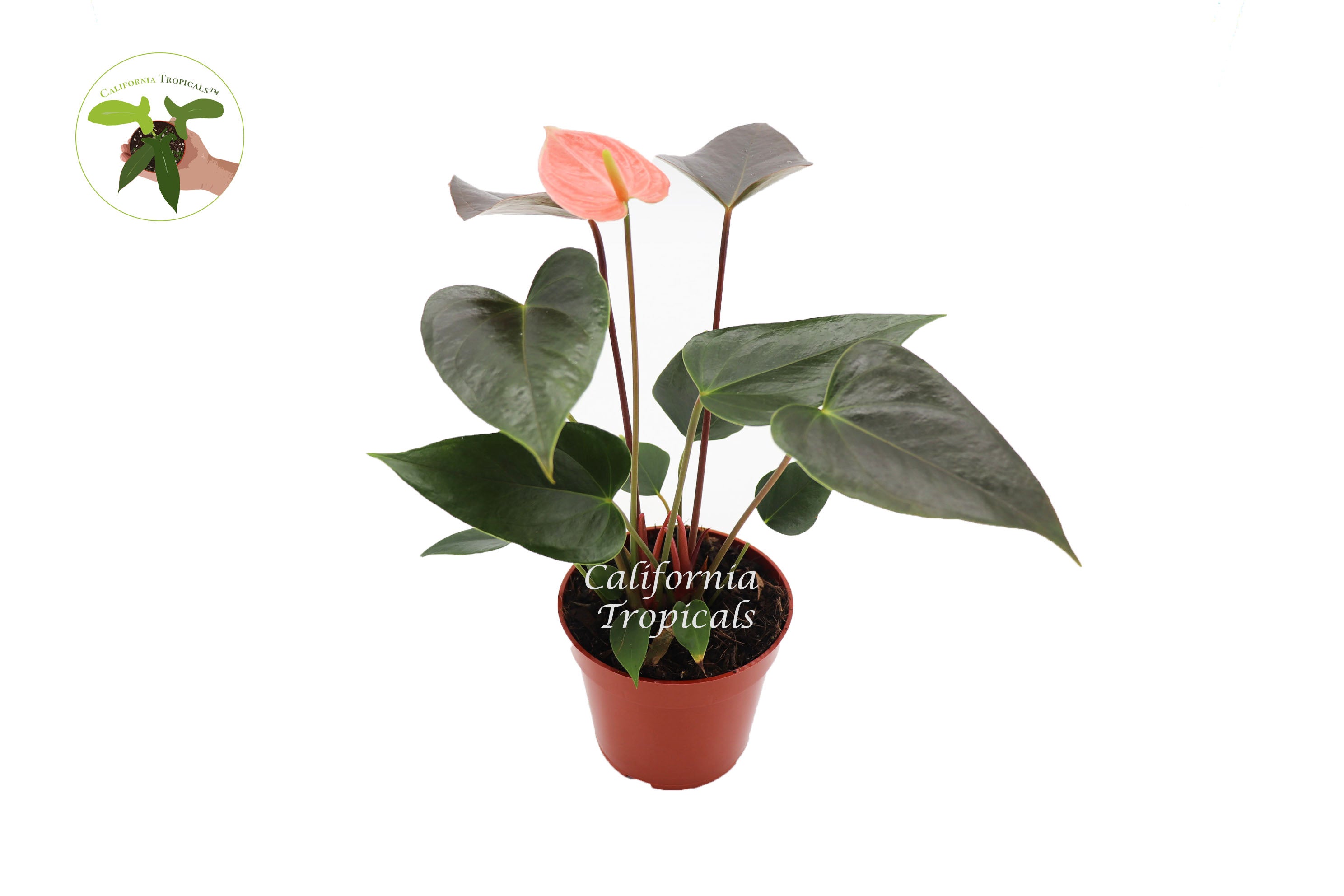 rainbow anthurium Rainbow Anthurium