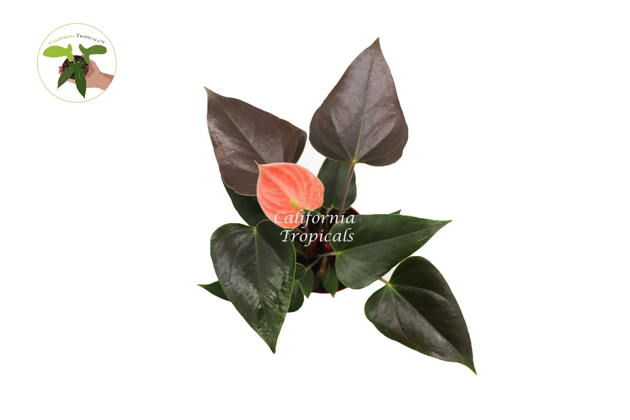 anthurium rainbow Rainbow Anthurium