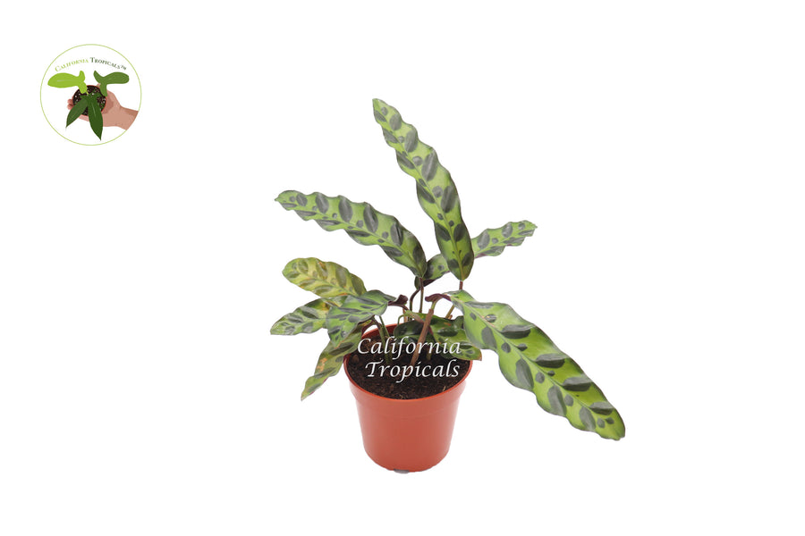 Calathea Rattlesnake Lancifolia in a 4 inch nursery pot, upright foliage