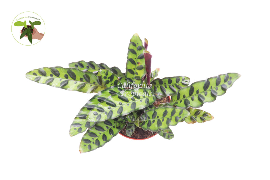 Live Calathea Rattlesnake Lancifolia, 6 inch potted plant