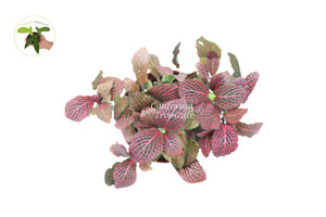 Red Fittonia - 6" from California Tropicals