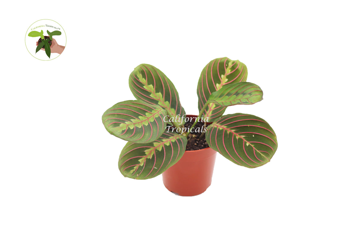 Red Maranta Prayer plant potted in a 4 inch pot, ready for low-light indoor spaces