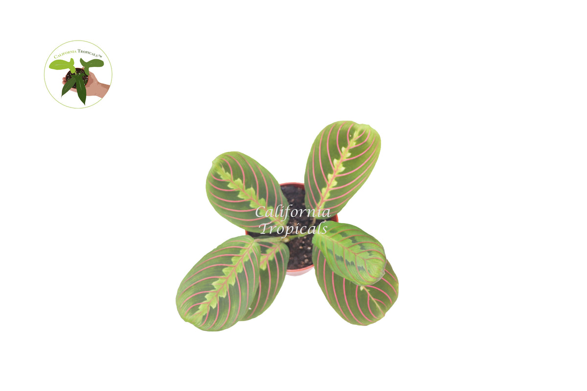 Red Maranta Prayer plant, 4 inch size, shown as a trailing houseplant in its container