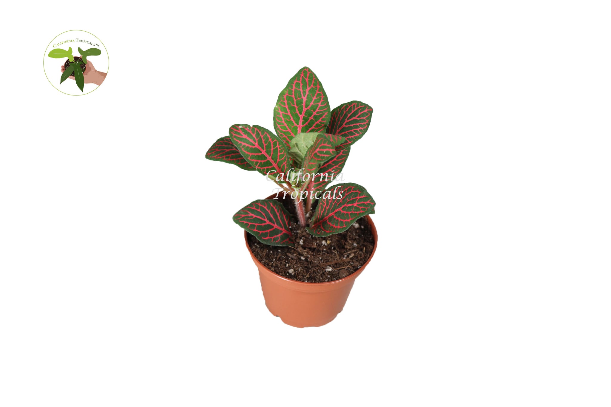 Red Fittonia - 2"  from California Tropicals