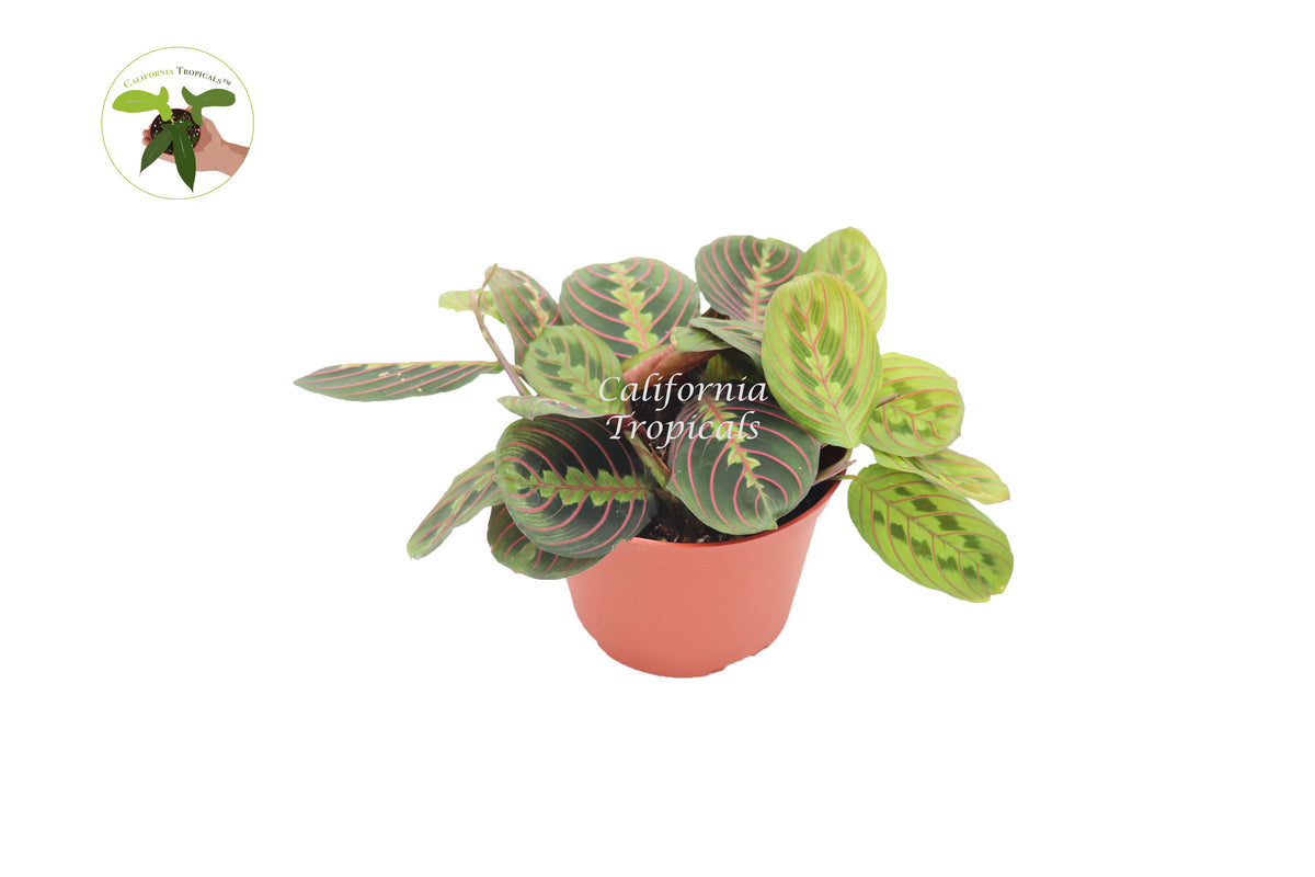 Red Maranta Prayer Plant 6 inch potted in a nursery pot, showing its trailing habit